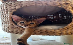 Abyssinian cats for sale: Last 3 kittens left ♥️💙 - Image 10