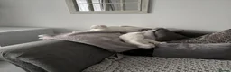 Scottish Fold cats for sale: Pure white Scottish Fold Dobby & odd eye Cyclops  - Advert 10