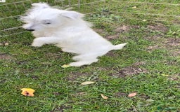 West Highland Terrier dogs for sale: Beautiful west highland terriers puppys - Image 32