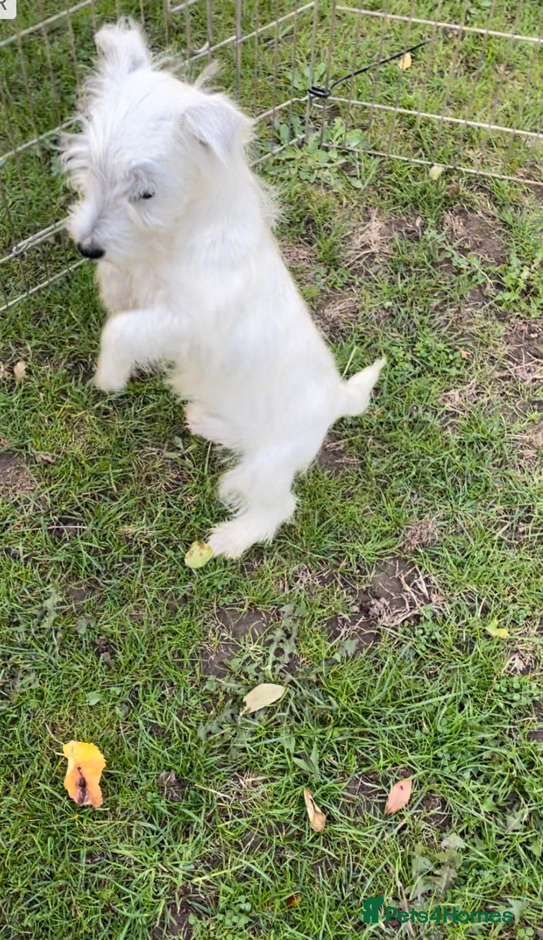 West Highland Terrier dogs for sale: Beautiful west highland terriers puppys - Image 32