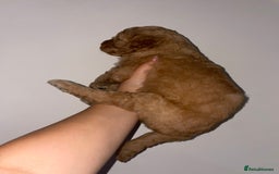 Australian Labradoodle dogs for sale: Australian Labradoodle Puppies – Ready Now🐶 - Image 17