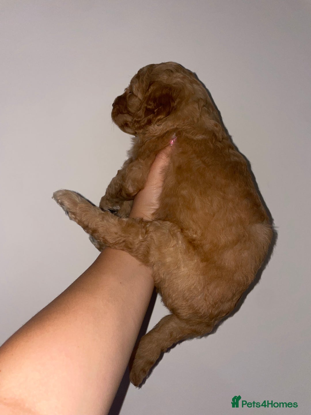 Australian Labradoodle dogs for sale: Australian Labradoodle Puppies – Ready Now🐶 - Image 17