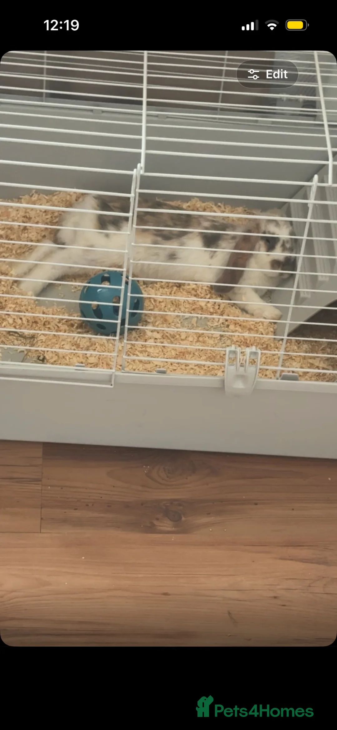 Mini Lop rabbits for sale: Beautiful boy mini lop rabbit  in Tipton - Advert 3