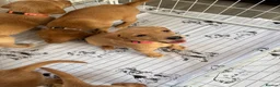 Labrador Retriever dogs for sale: Exceptional pedigree fox red Labrador retrievers - Advert 10