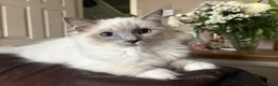 Ragdoll cats for sale: 3 beautiful purebred ragdolls  in Stourbridge - Advert 6