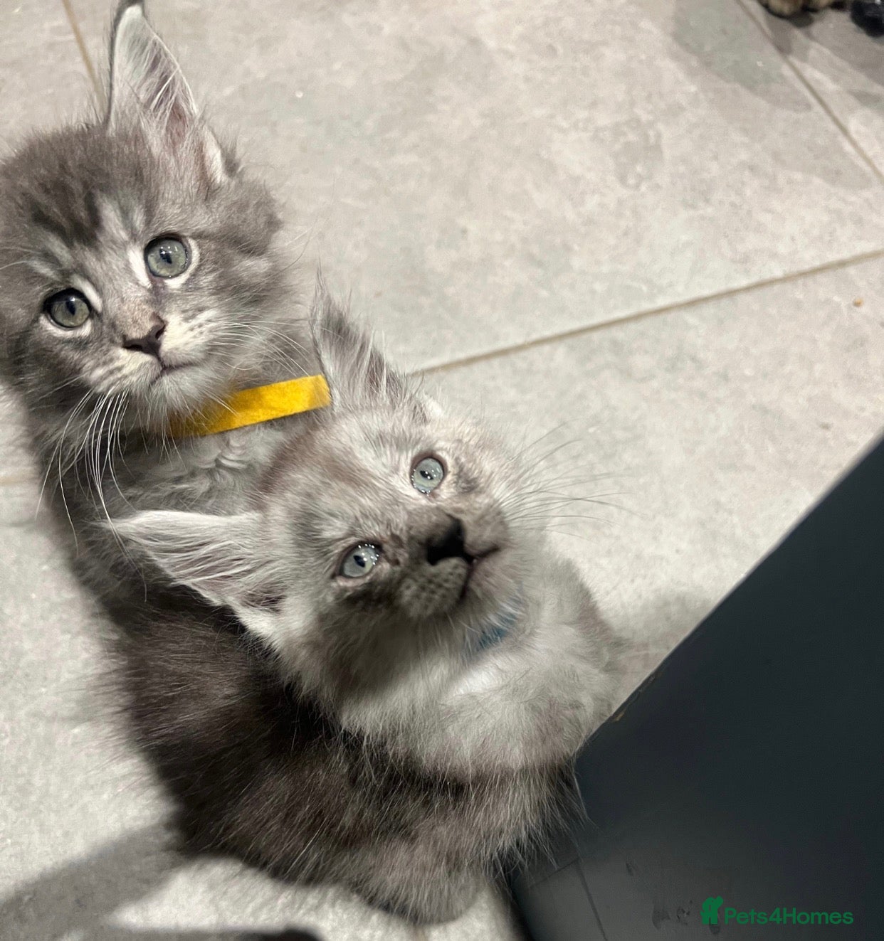Maine Coon cats 🐾 Beautiful Maine Coon Kittens  - Advert 10