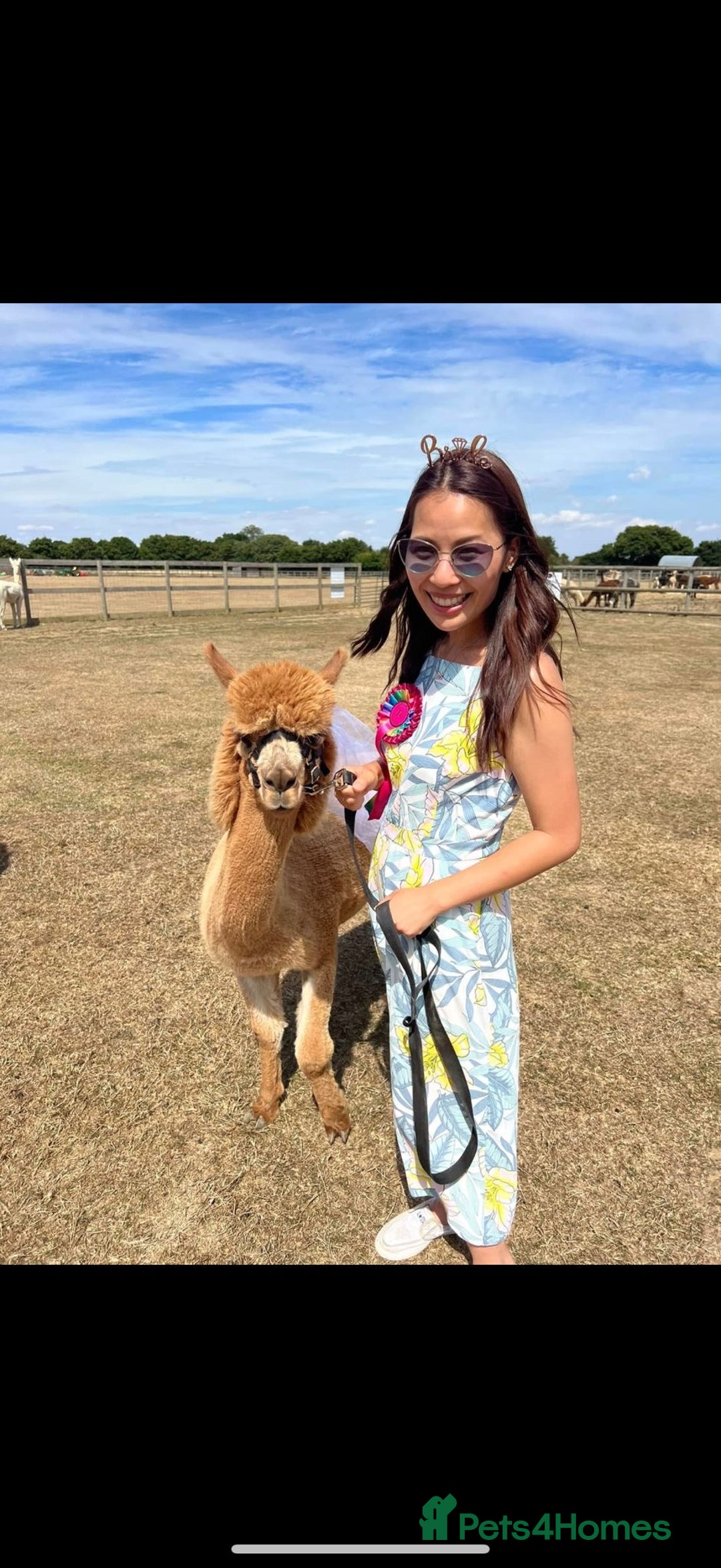 Alpaca livestock for sale: Trekking alpacas BAS registered  - Advert 9