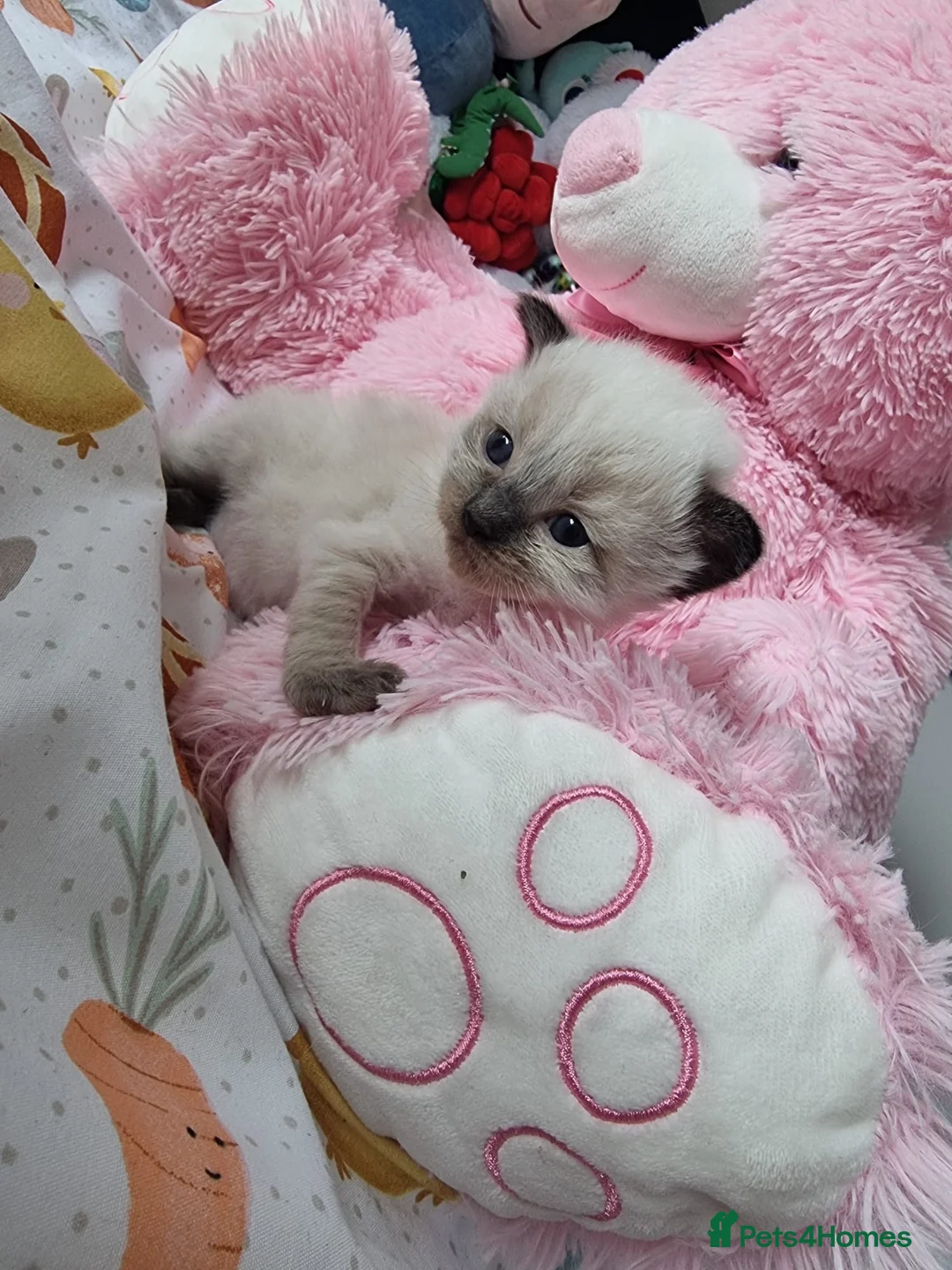 Ragdoll cats for sale: Beautiful Ragdoll type kittens HCM and PKD clear - Advert 2