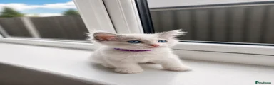 Ragdoll girl 💜