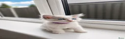 Ragdoll cats for sale: ✨ Beautiful Ragdoll Kitten Available ✨ - Advert 5