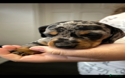 Miniature Dachshund dogs for sale: Miniature dachshund - Image 16
