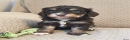 Cavapoo dogs for sale: STUNNING RARE CHOCOLATE CAVAPOO PUPPIES  - Advert 3