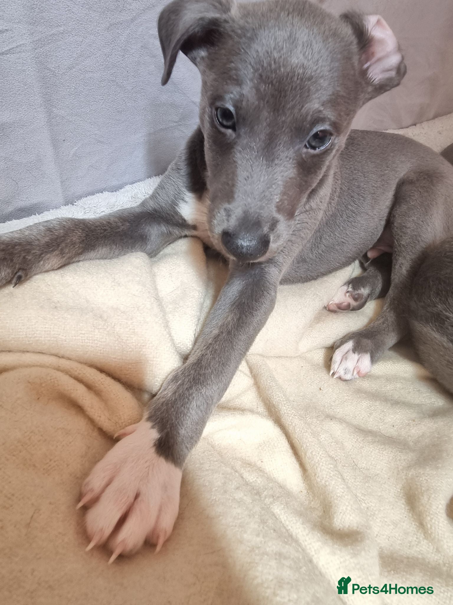 Lurcher dogs Accidental mating. lurchers - Advert 5