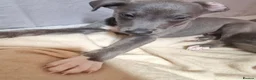 Lurcher dogs for sale: Accidental mating. lurchers in Par - Advert 1
