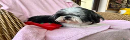 Shih Tzu dogs for sale: Loving ShihTzu  - Advert 2