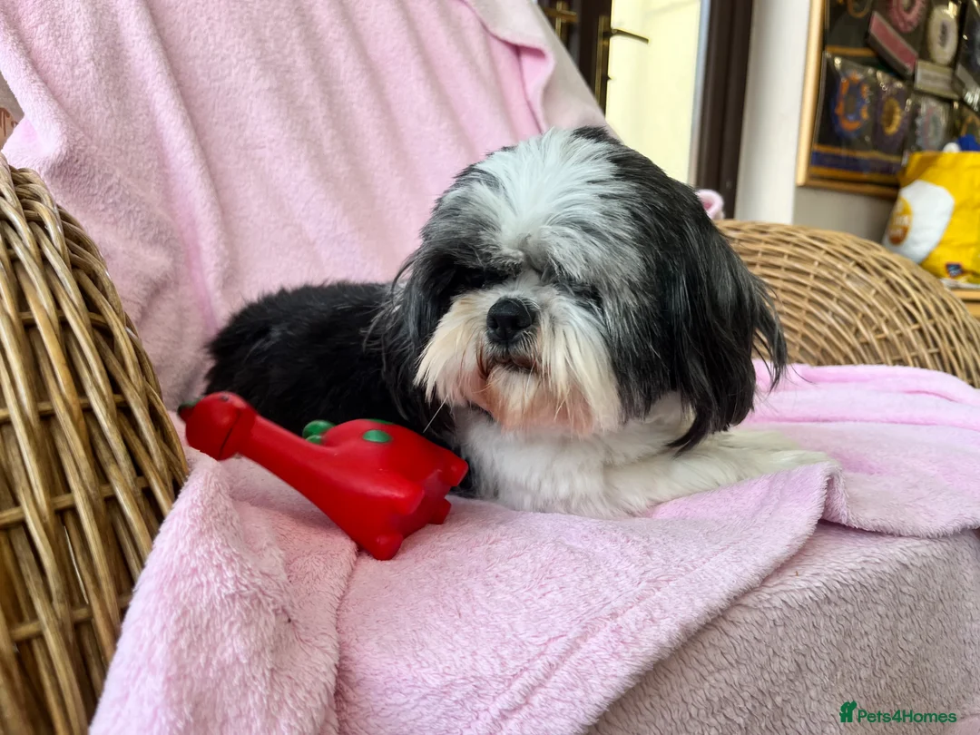 Shih Tzu dogs for sale: Loving ShihTzu  - Advert 2