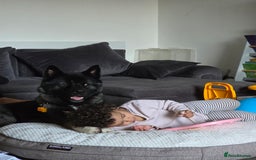 Akita dogs for sale: American Akita- Loyal and a wonderful temprement. - Image 5