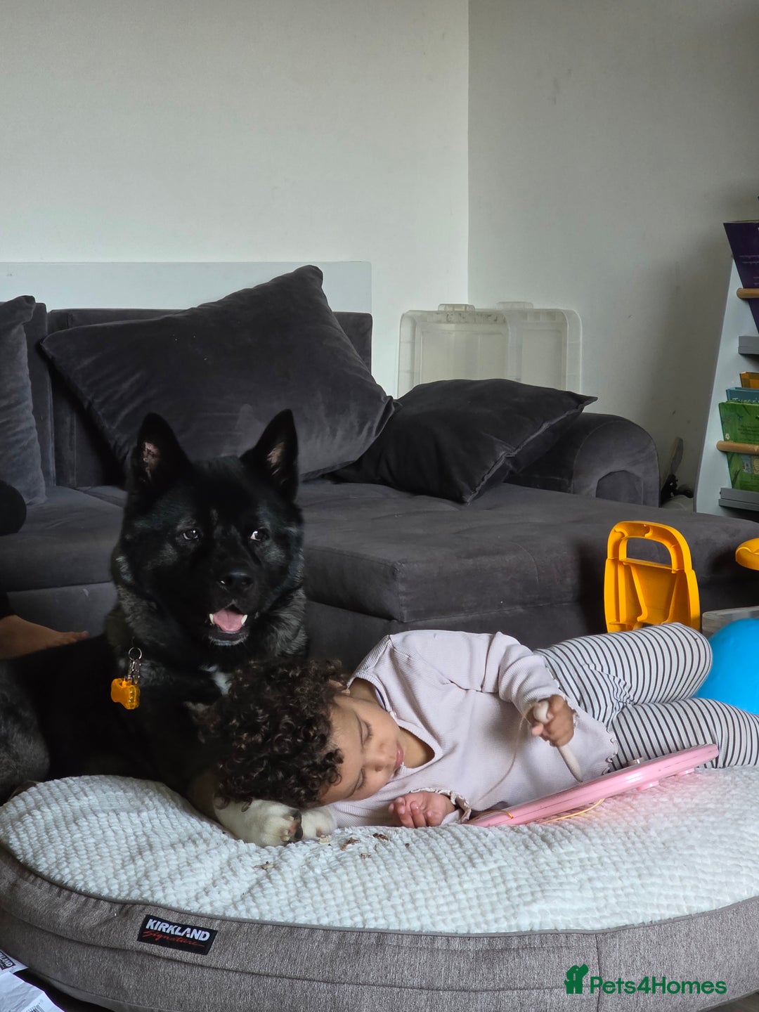Akita dogs for sale: American Akita- Loyal and a wonderful temprement. - Image 5