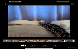 British Shorthair cats for sale: Colourpoint British Shorthair - Image 19