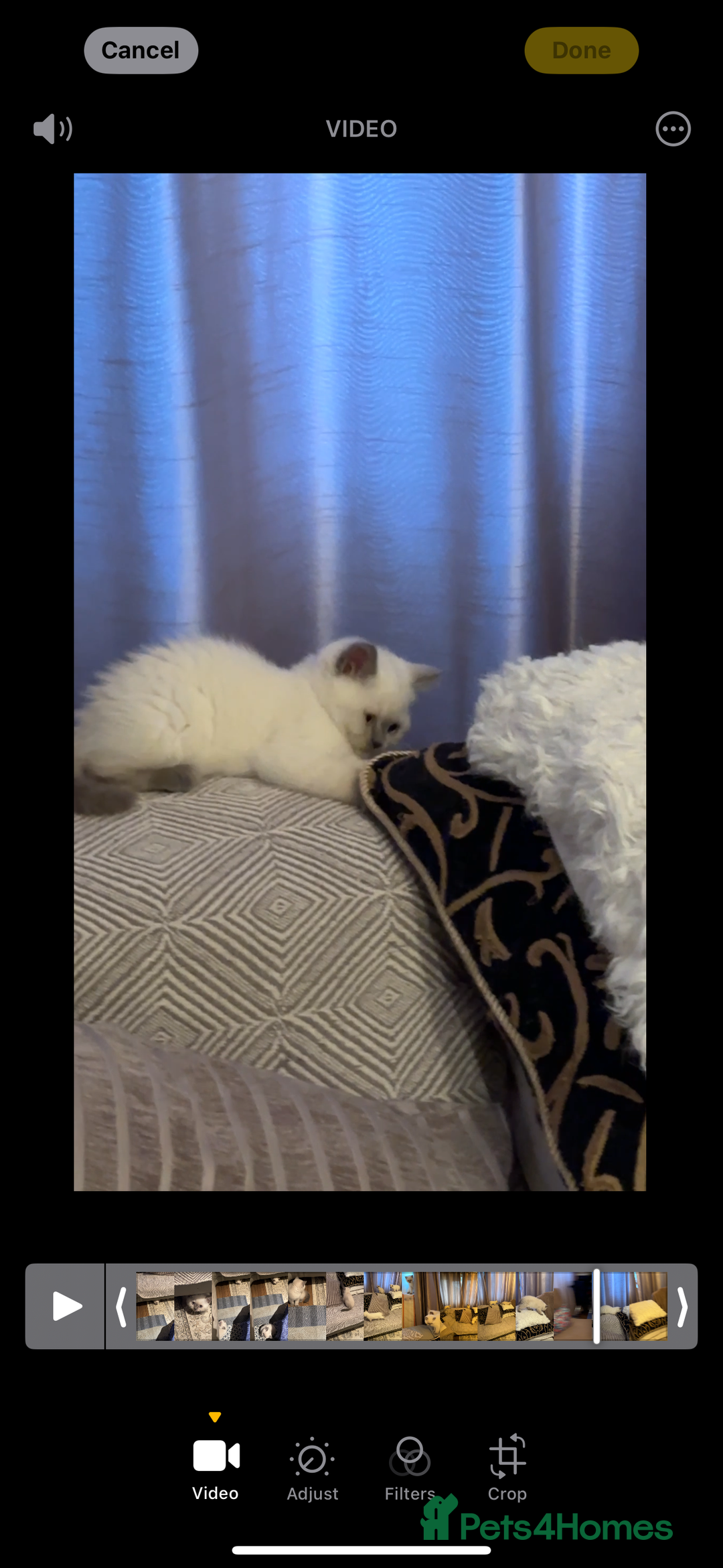 British Shorthair cats for sale: Colourpoint British Shorthair - Image 19