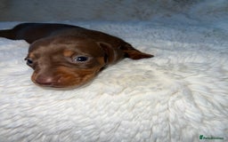 Miniature Dachshund dogs for sale: Blue eyed miniature dachshund puppies - Image 4