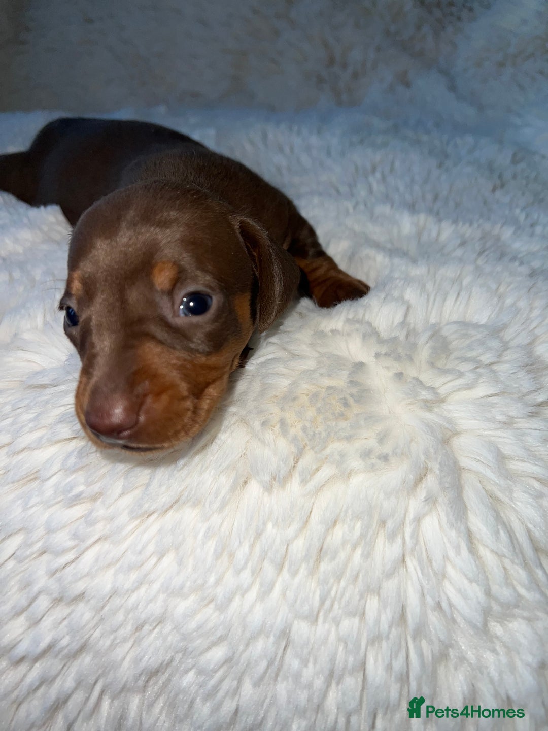 Miniature Dachshund dogs for sale: Blue eyed miniature dachshund puppies - Image 4