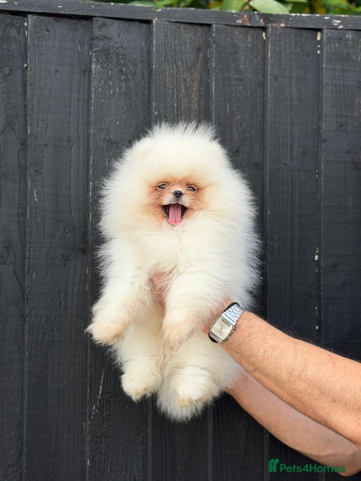 Pomeranian dogs     Luxury White Pomeranian Puppies  - Advert 13