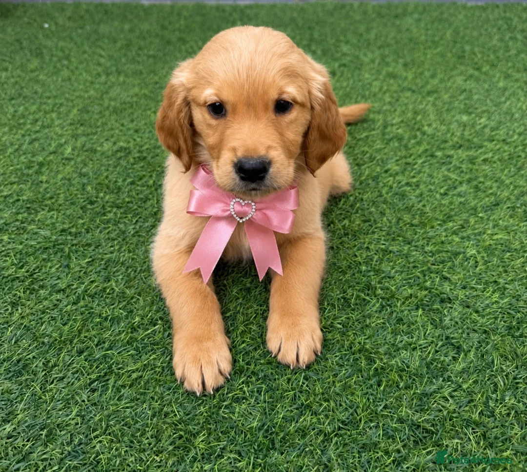 Golden Retriever dogs for sale: READY NOW* KC Dark Golden Retrievers 🧬 - Advert 1
