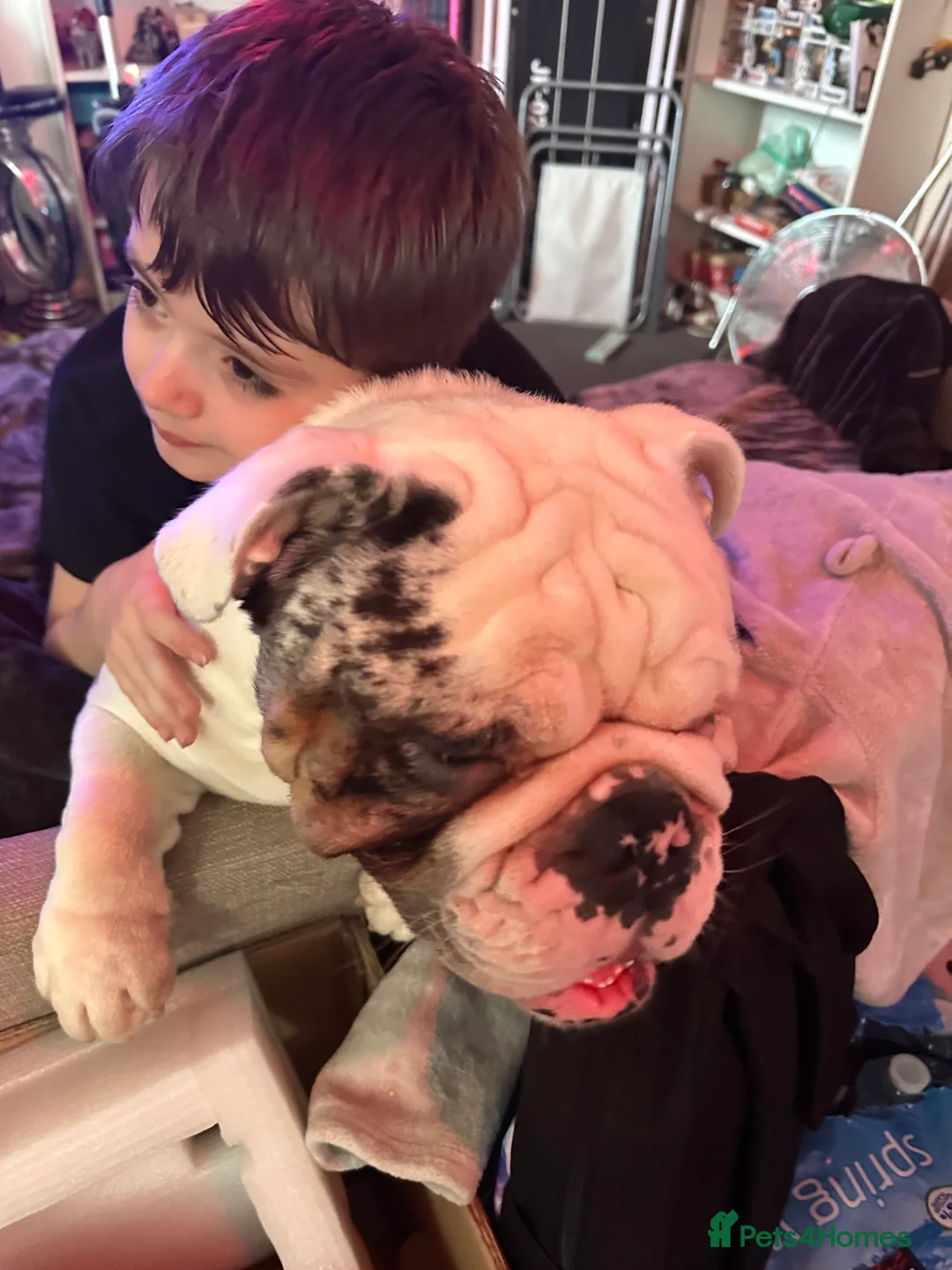 English Bulldog dogs for sale: Reggie looking for 5 star home  - Advert 15