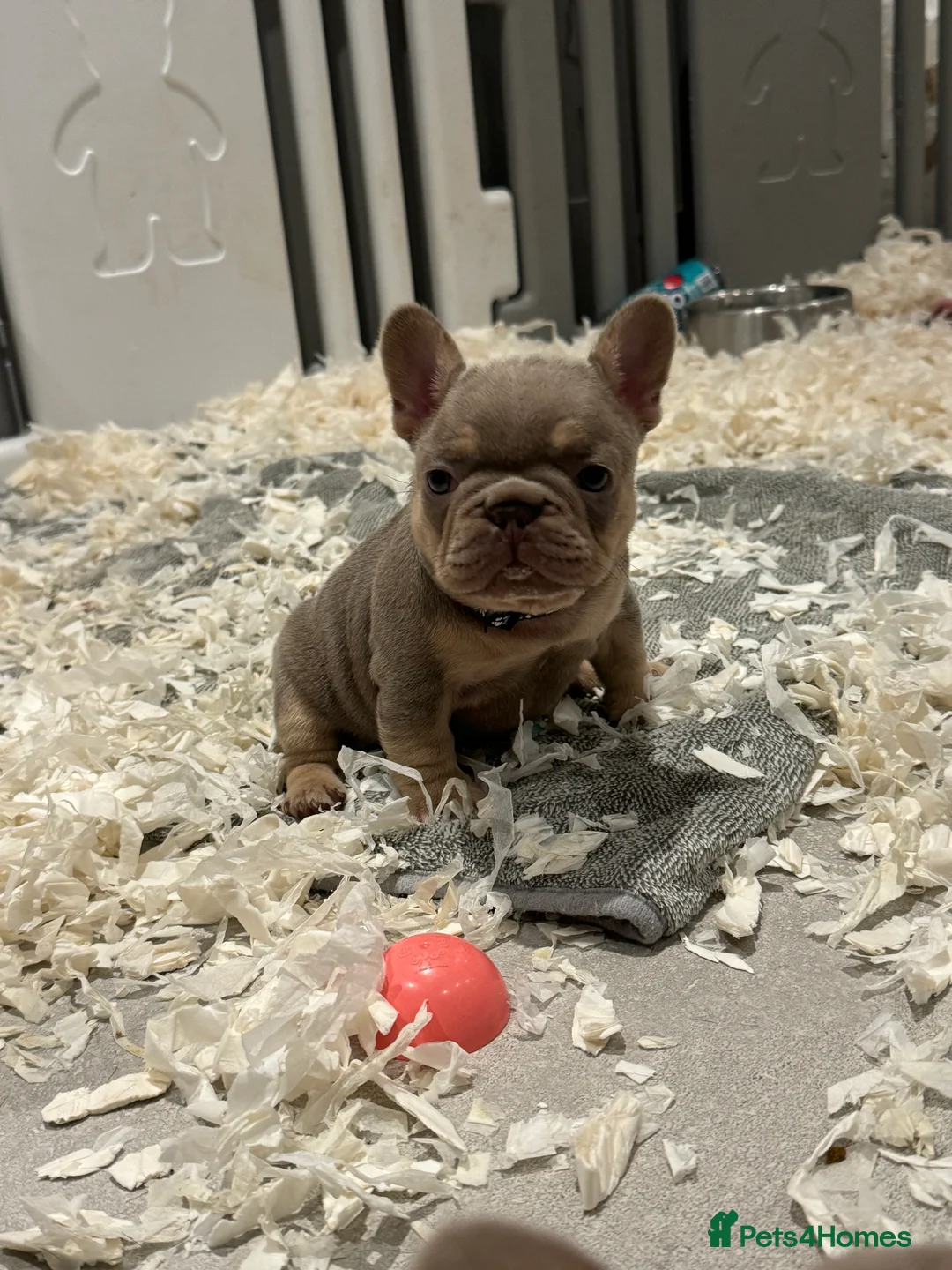 French Bulldog dogs for sale: High quality French bulldogs puppies  - Advert 27