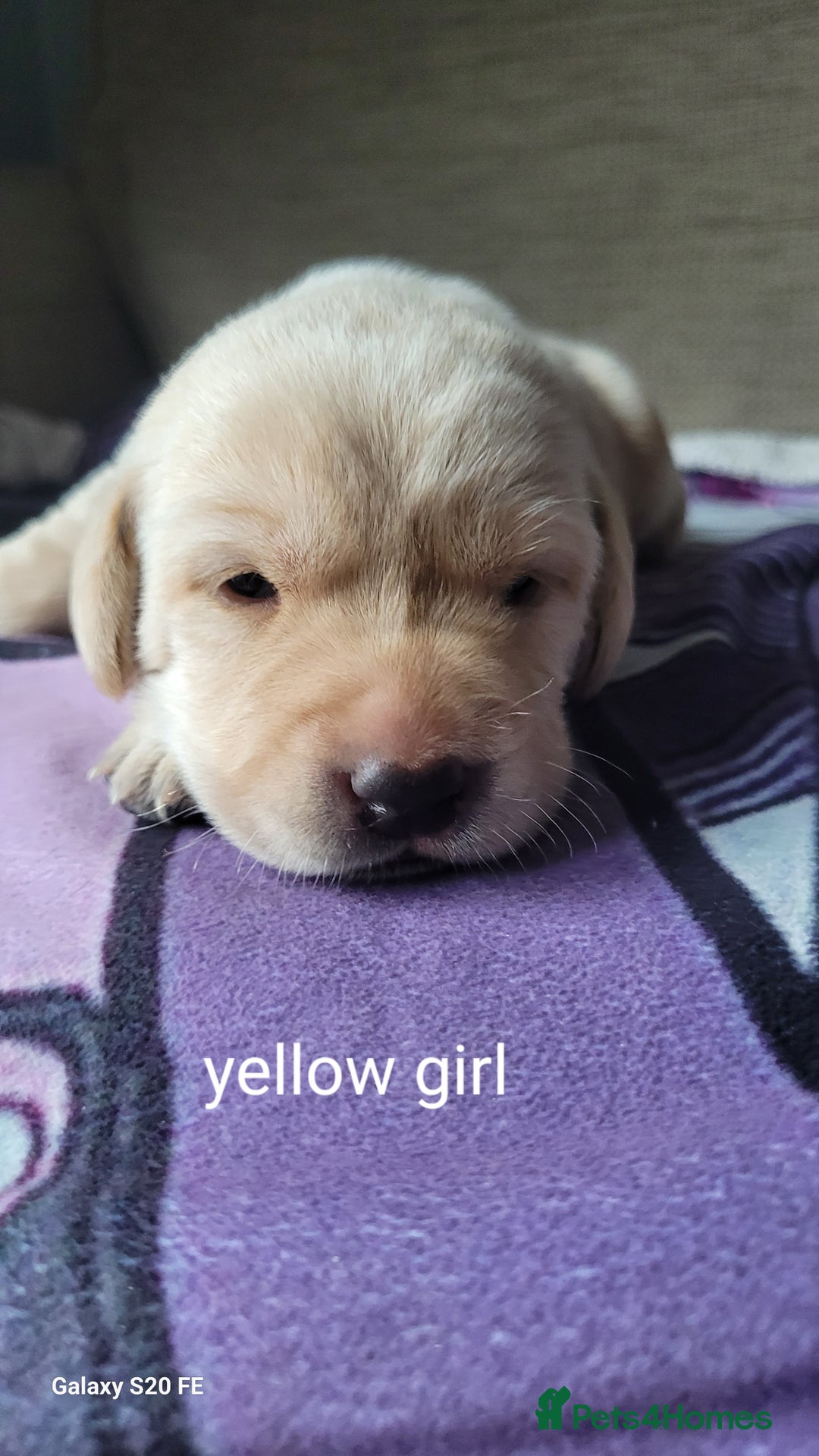 Labrador Retriever dogs for sale: 6 beautiful Labrador (all reserved)  - Advert 8