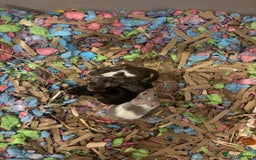 Mouse rodents for sale: 5 female mice to go together - Image 2