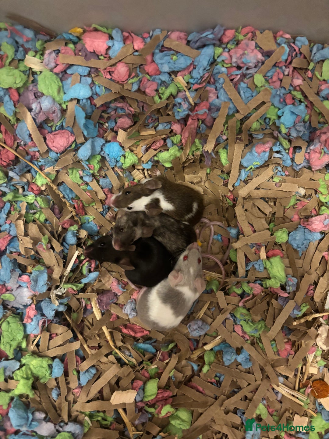 Mouse rodents for sale: 5 female mice to go together - Image 2