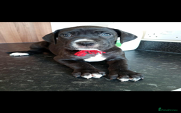 Mixed Breed dogs for sale: Great dane X Cane corso  - Image 13