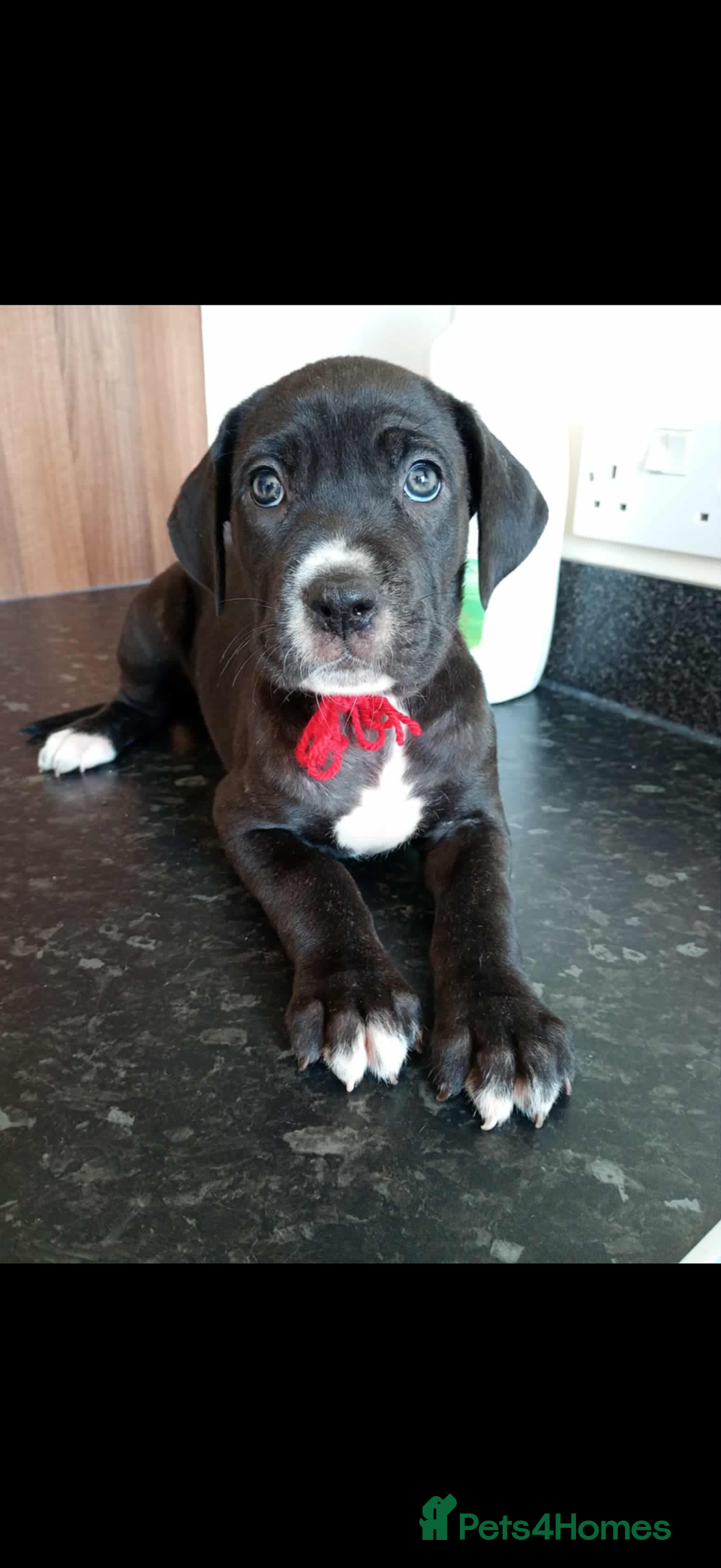 Mixed Breed dogs for sale: Great dane X Cane corso  - Image 13