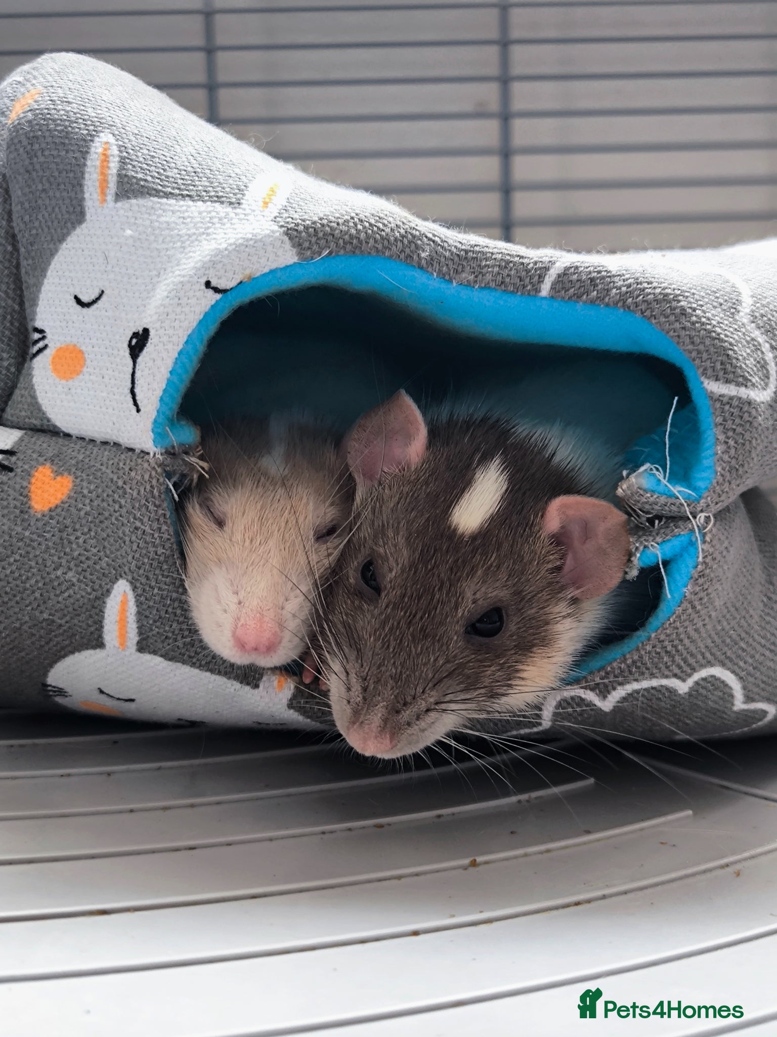 Rat rodents 2 feme Dumbo rats  - Advert 12