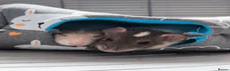 Rat rodents for sale: 2 feme Dumbo rats  in Wakefield - Advert 1
