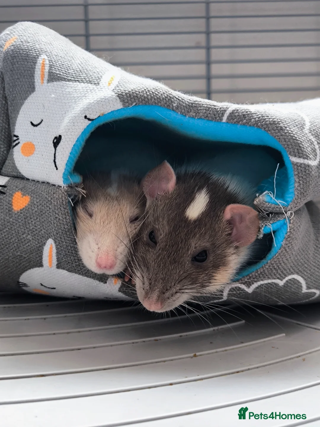 Rat rodents for sale: 2 feme Dumbo rats  in Wakefield - Advert 1