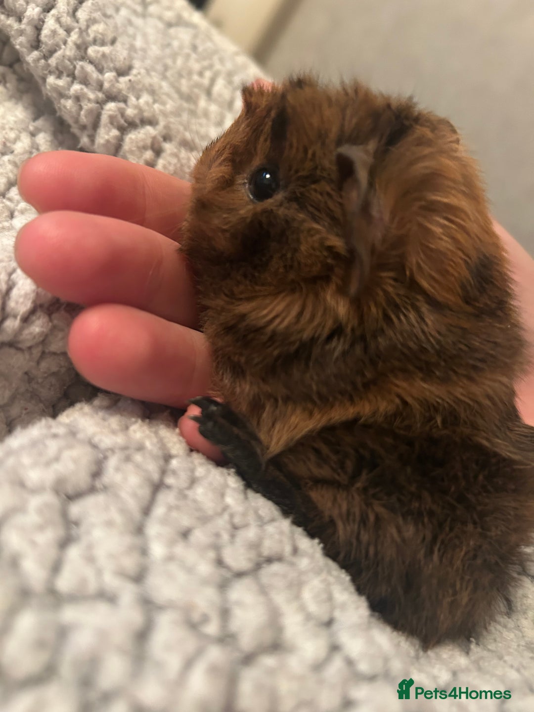Guinea Pig rodents for sale: One female guinea pig  - Image 3