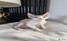 Devon Rex cats for sale: Fantastic quality GCCF boy  - Image 3