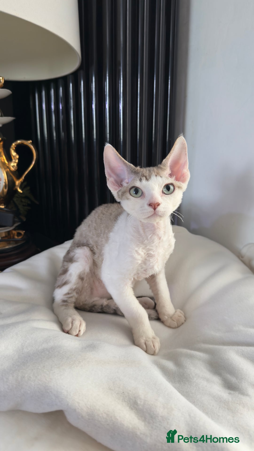 Devon Rex cats for sale: Fantastic quality GCCF boy  - Image 3