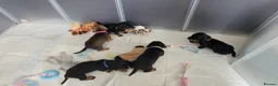 Miniature Dachshund dogs for sale: Dachshund puppies - Advert 7