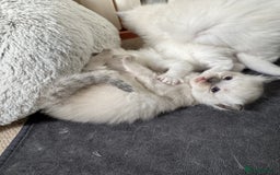 Ragdoll cats for sale: Adorable Ragdoll Kittens  - Image 8