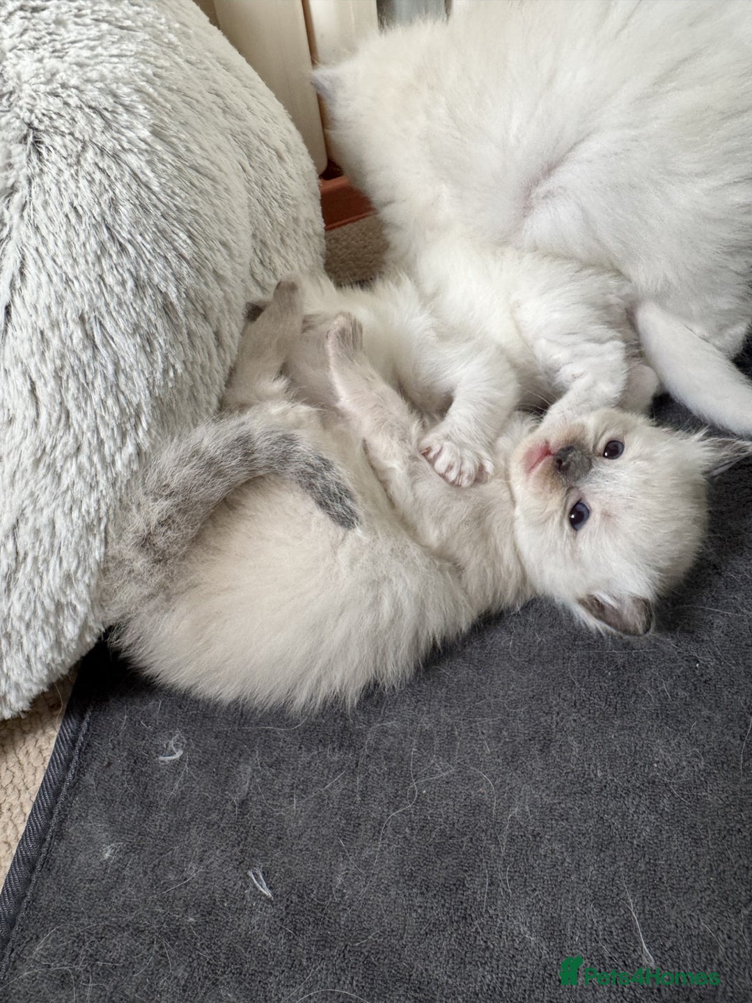 Ragdoll cats for sale: Adorable Ragdoll Kittens  - Image 8