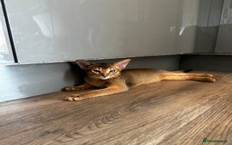 Abyssinian cats for sale: Perfect Boy Ready to Go 😻💙 - Image 8