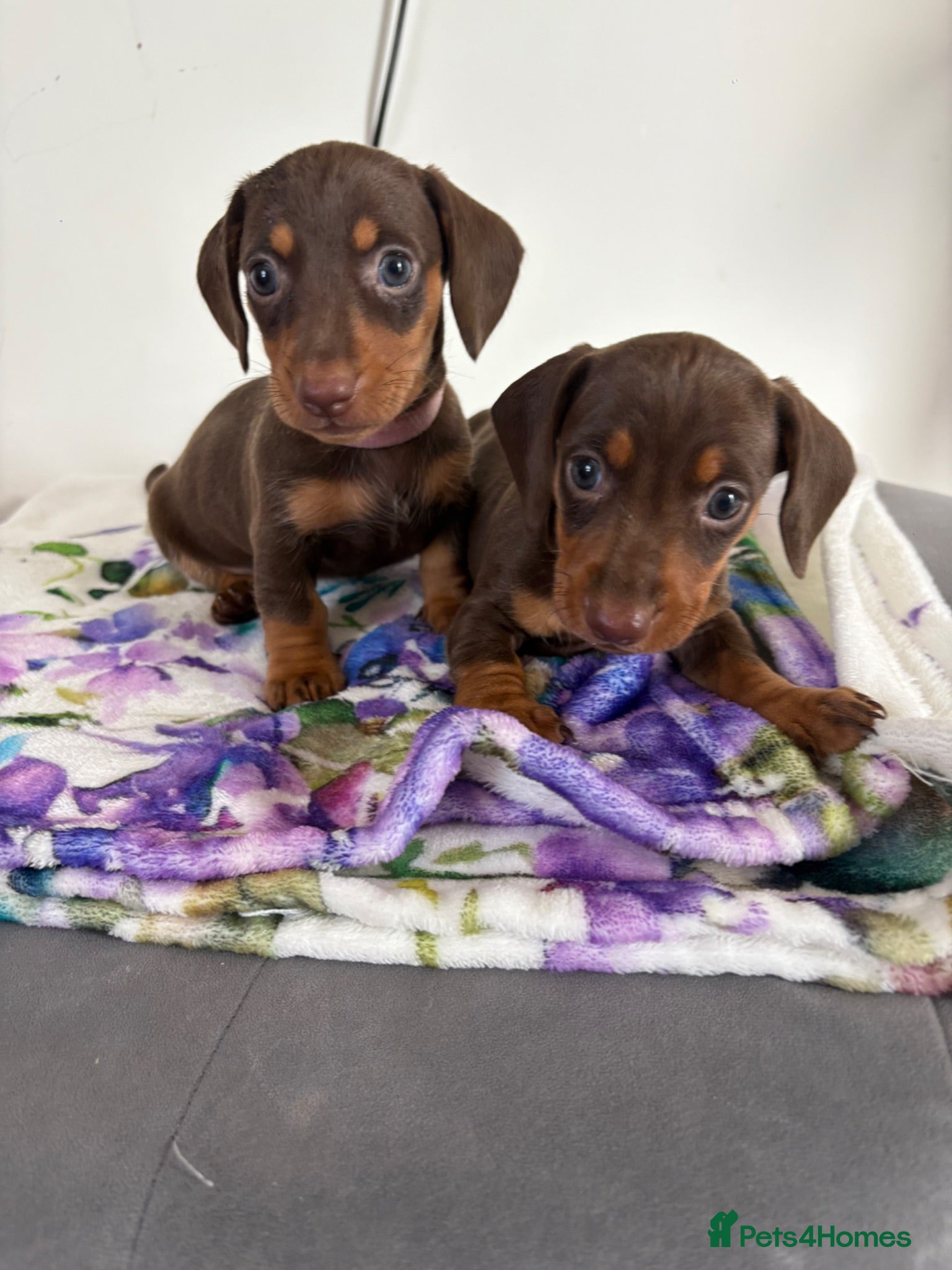 Dachshund dogs Dachshund  - Advert 1