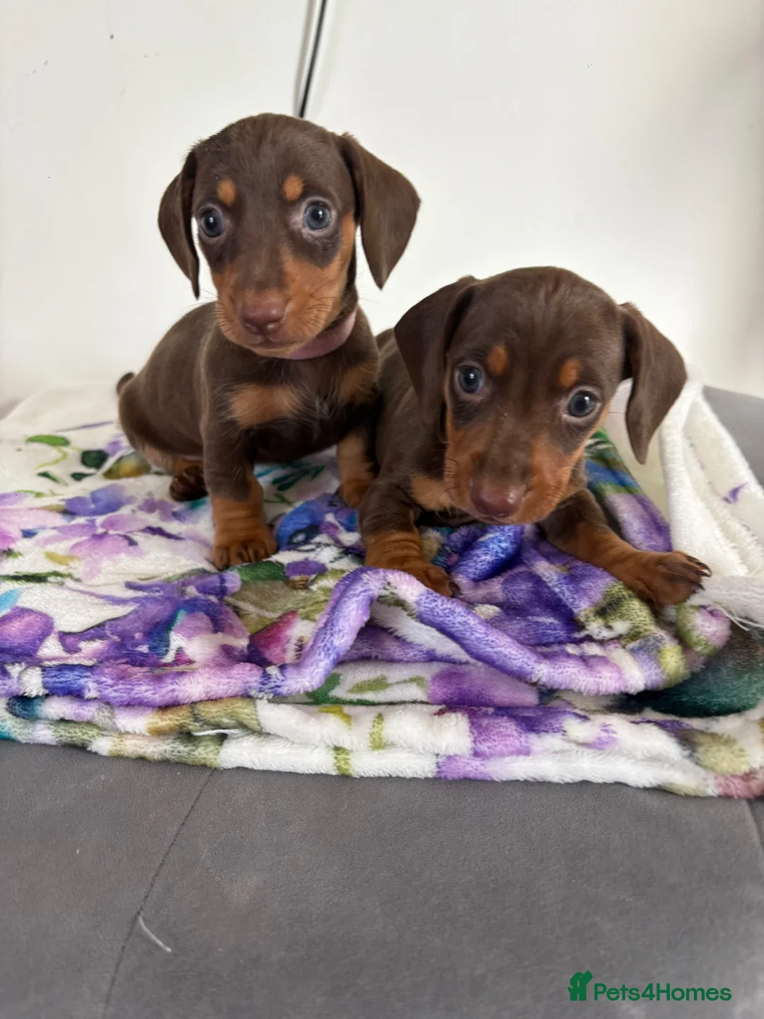 Dachshund dogs for sale: Dachshund  - Advert 1
