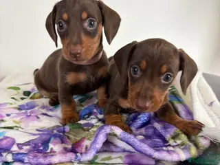 Dachshund dogs Dachshund - Advert 2