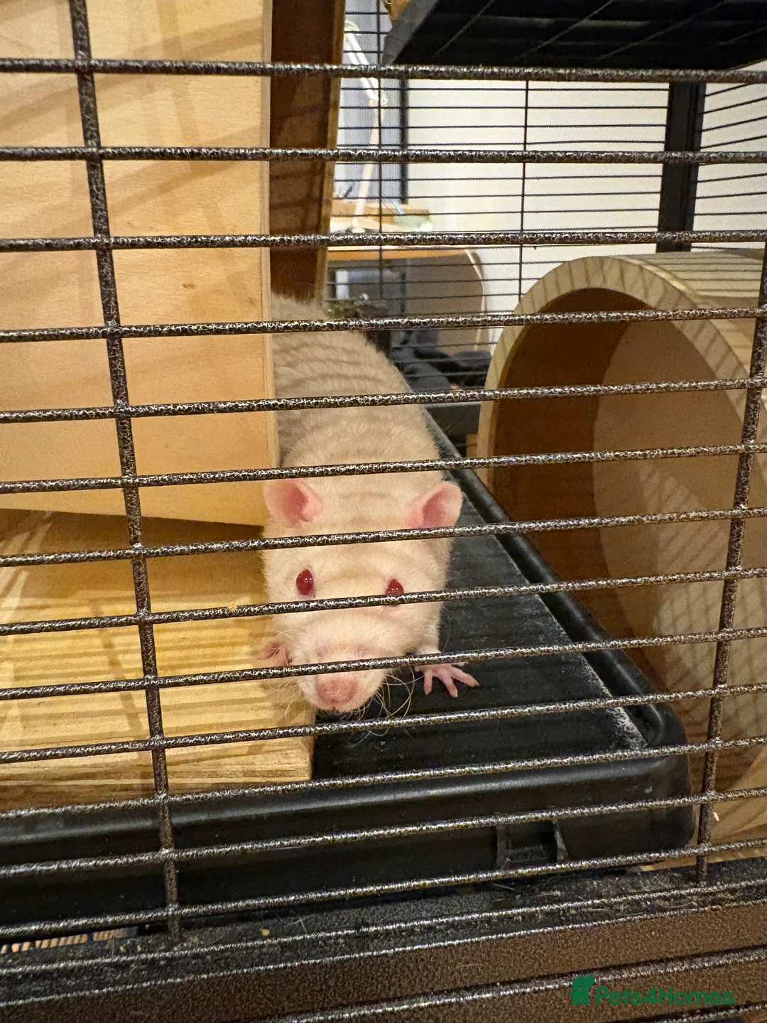 Rat rodents for sale: Rats with cage - Advert 2