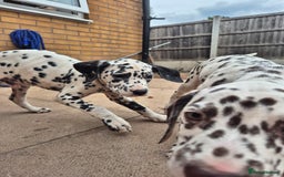 Dalmatian dogs for sale: Beautiful boy pups ready for a forever home - Image 4